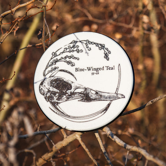 Blue-Winged Teal - "FROM THE DEAD"